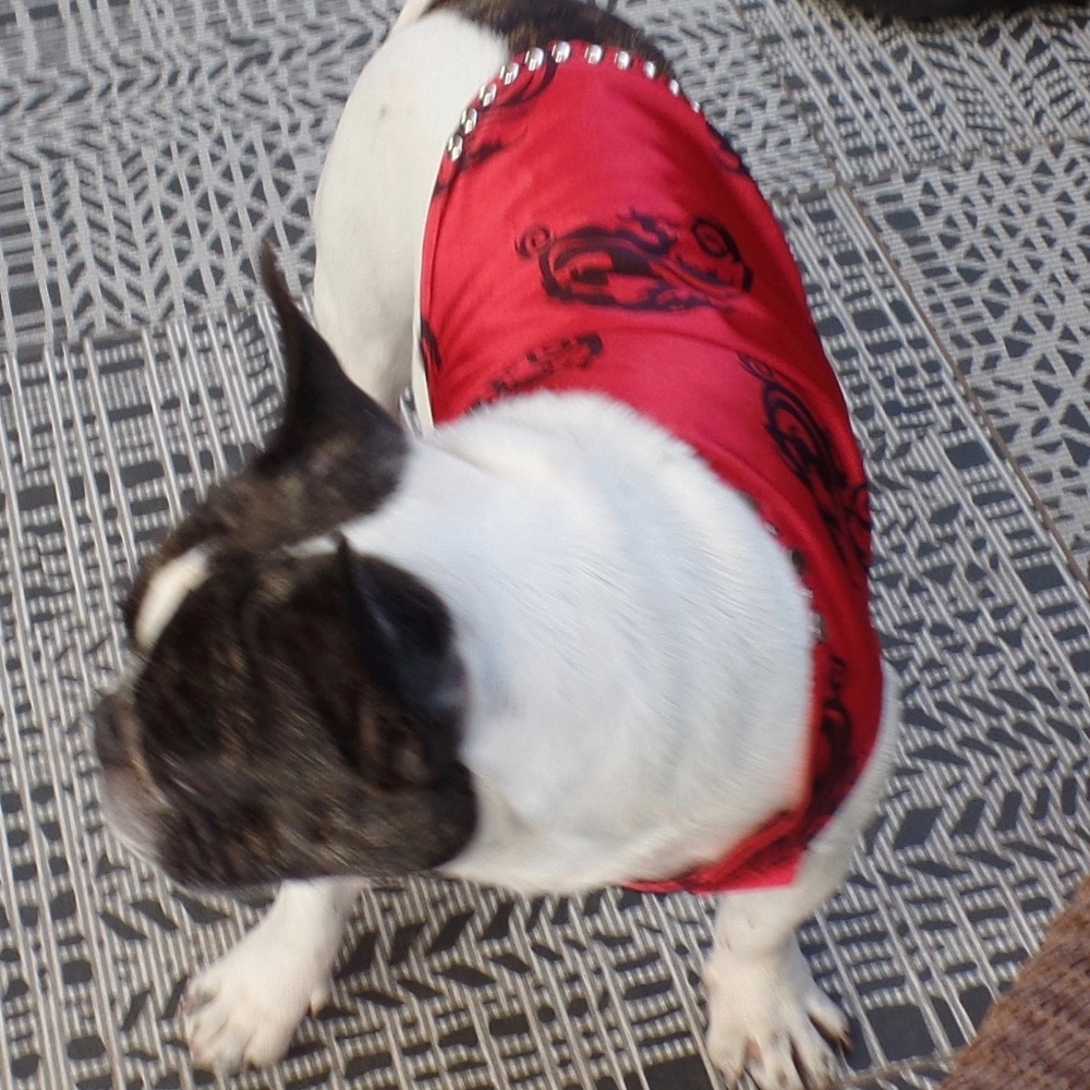 Dragon boy dog clothes nwot!